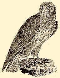 Thomas Bewick (1752-1828)
 Common Buzzard c.1797